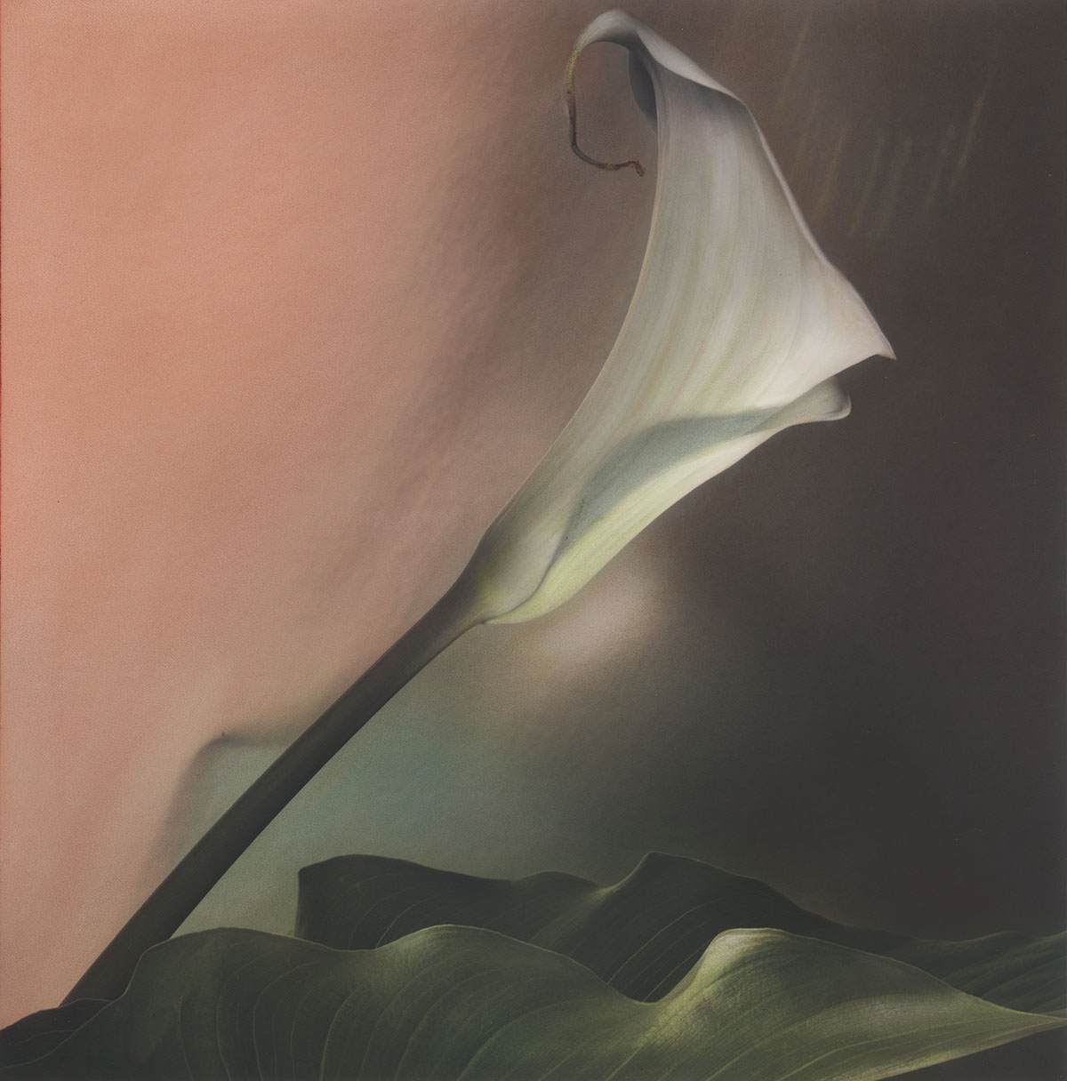 Calla Lily IV