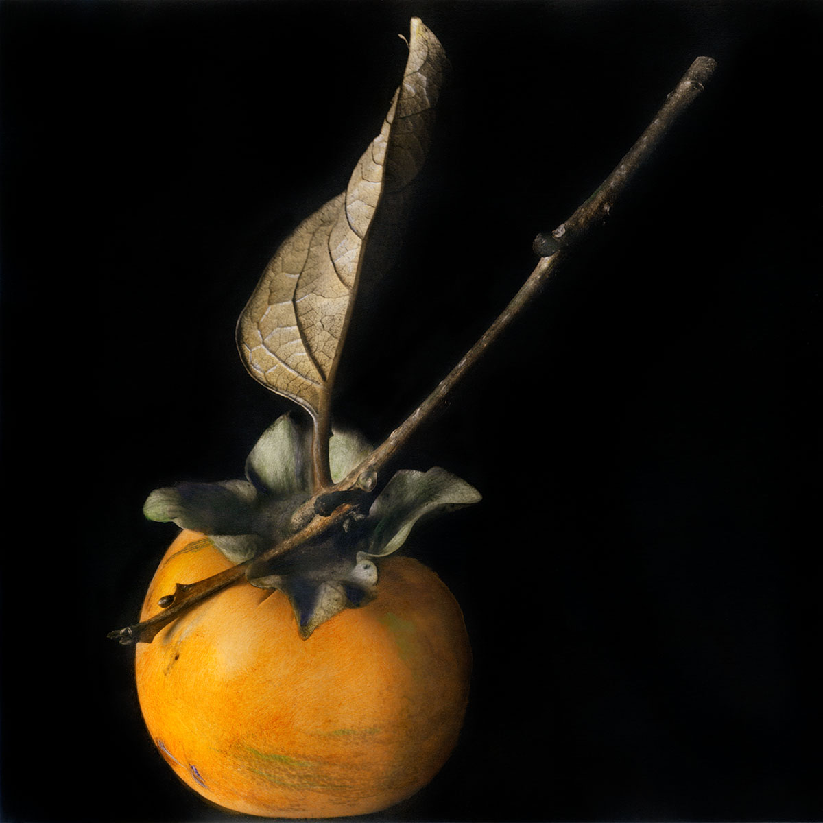 Fuji Persimmon