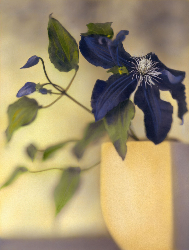 Clematis