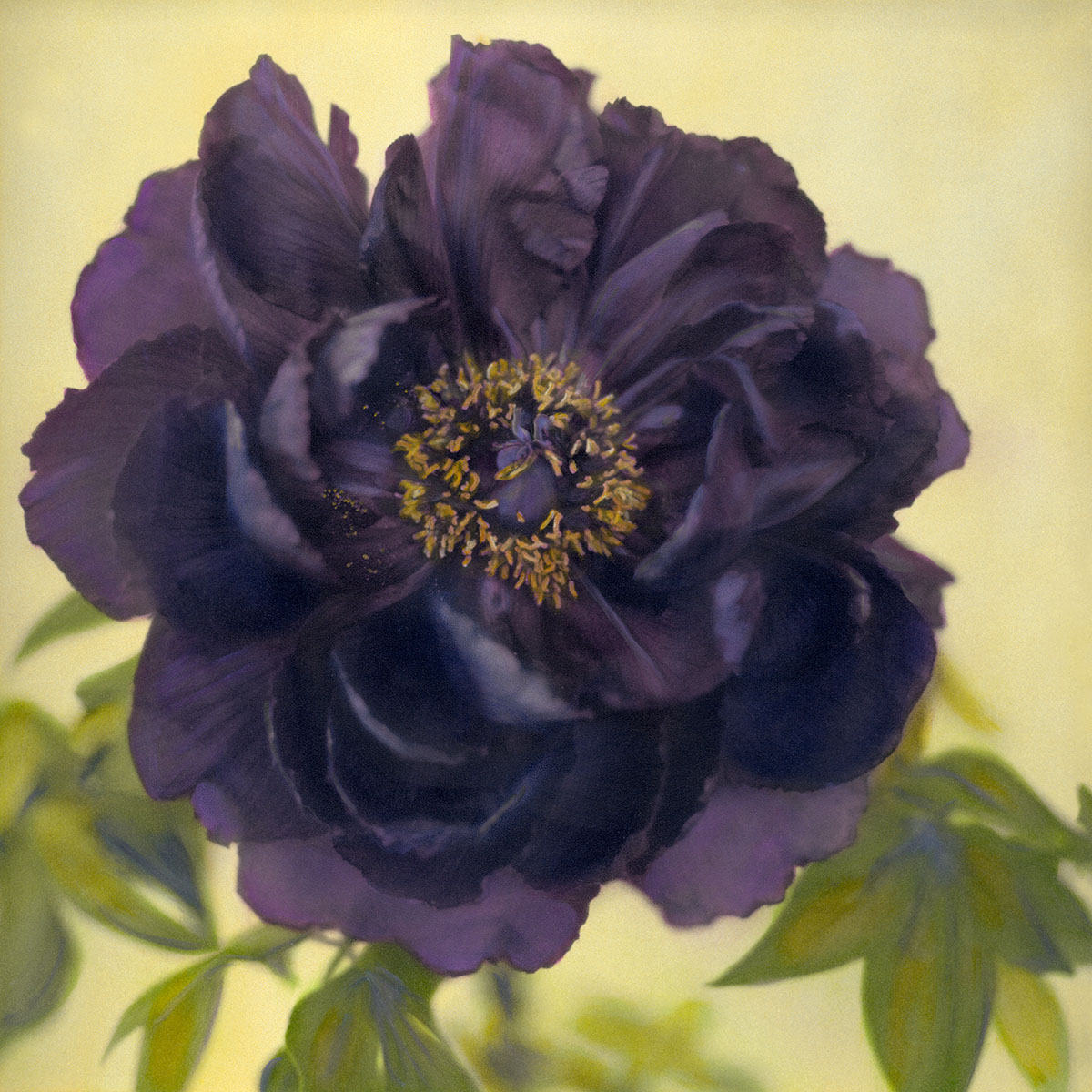 Dark Peony