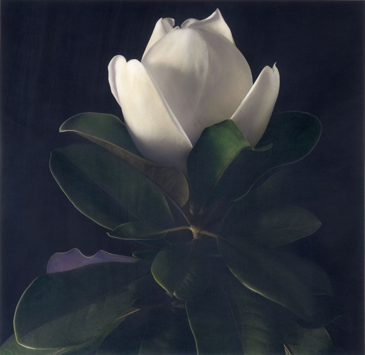 Magnolia III