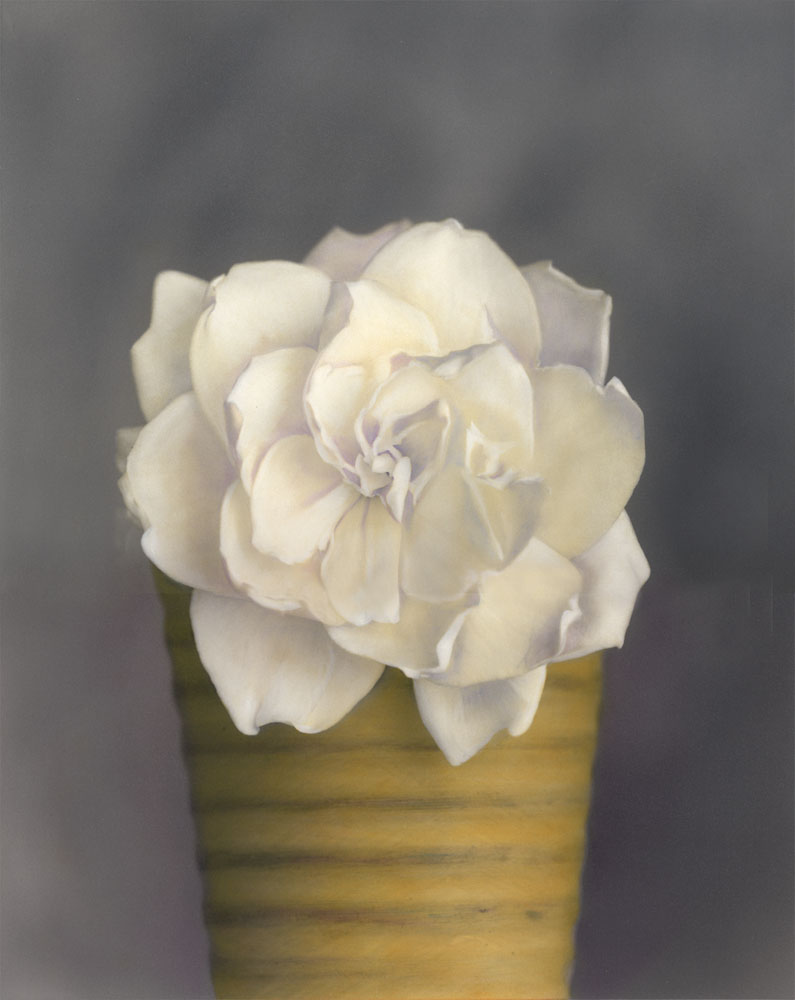 Gardenia in Yellow Pot