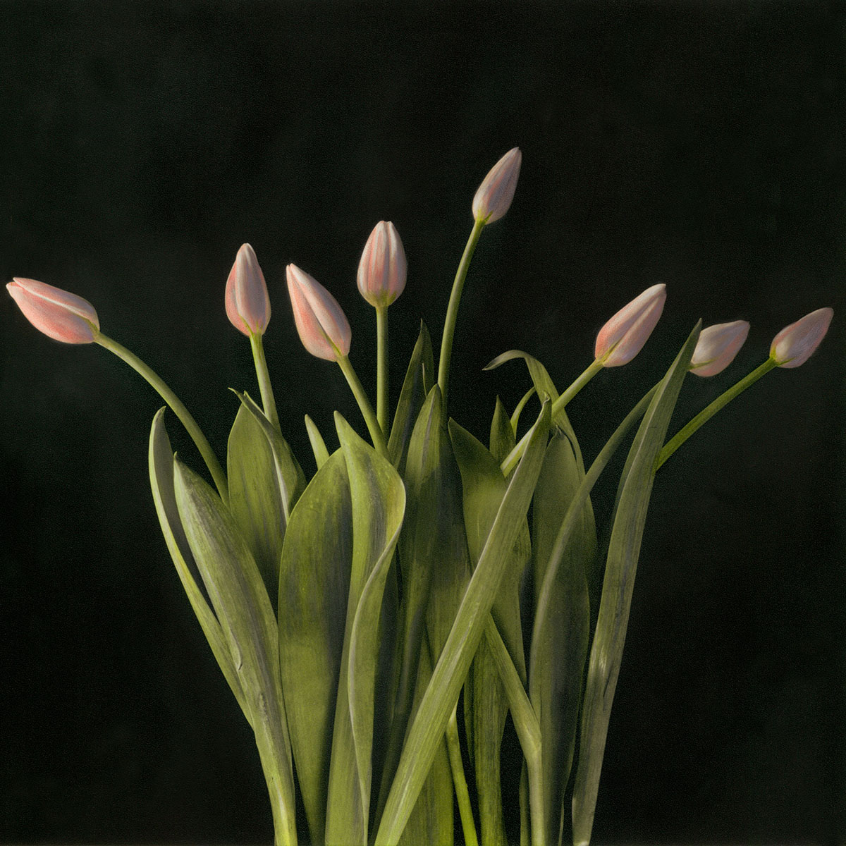 Tulip Buds