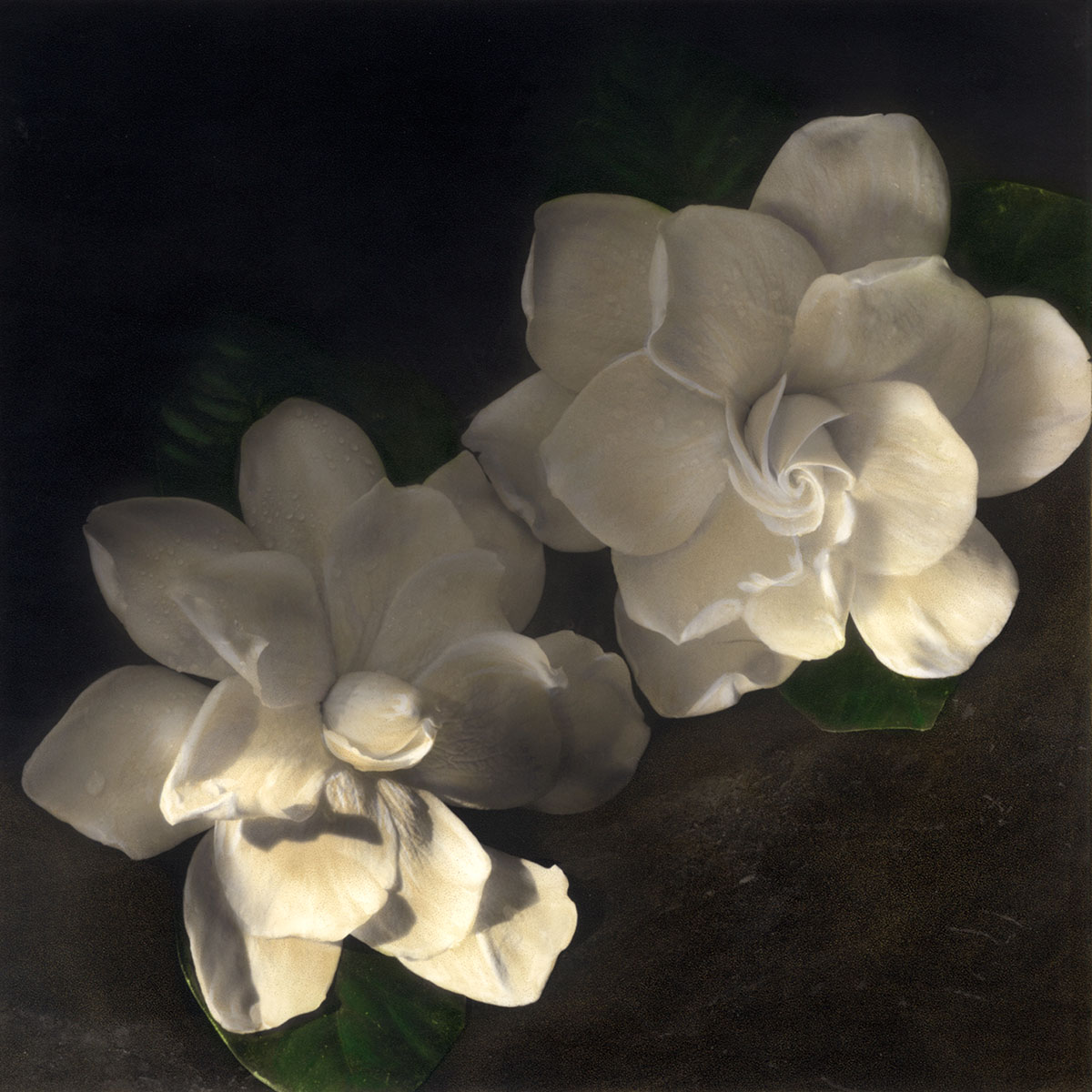 Two Gardenias