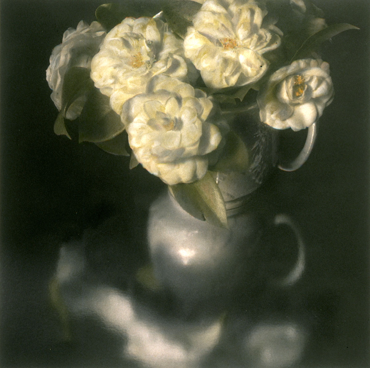 White Pitcher of Camellias