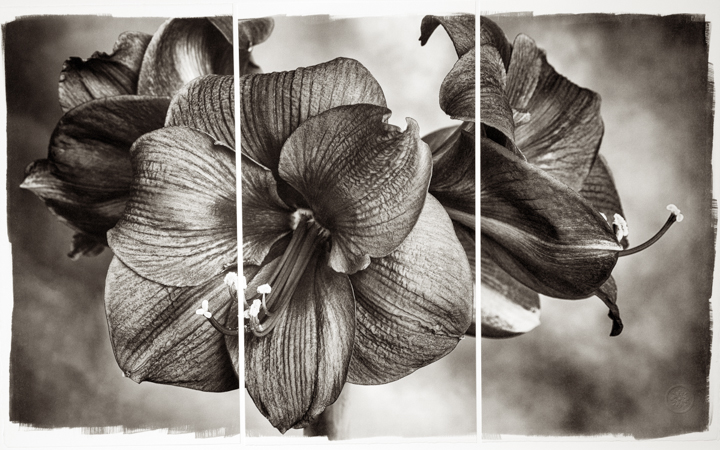 Amaryllis