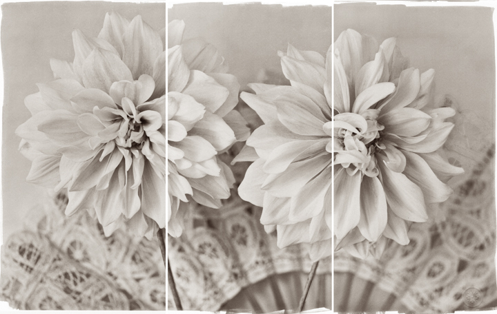 Lace Dahlias II