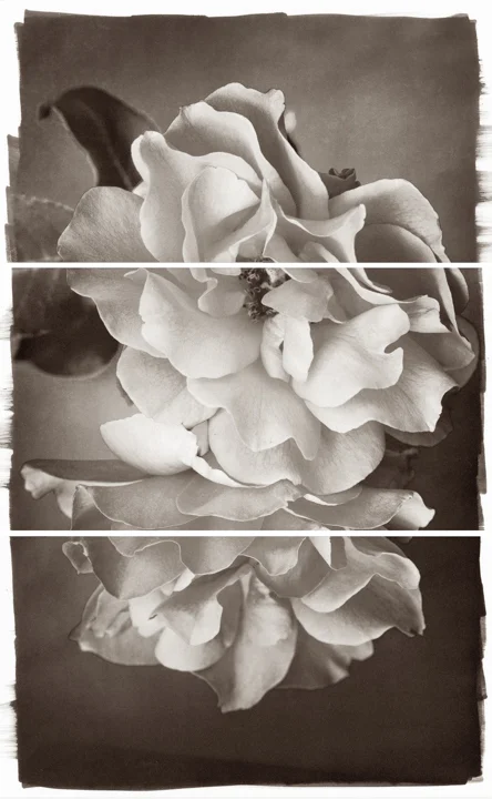 Rose Duet