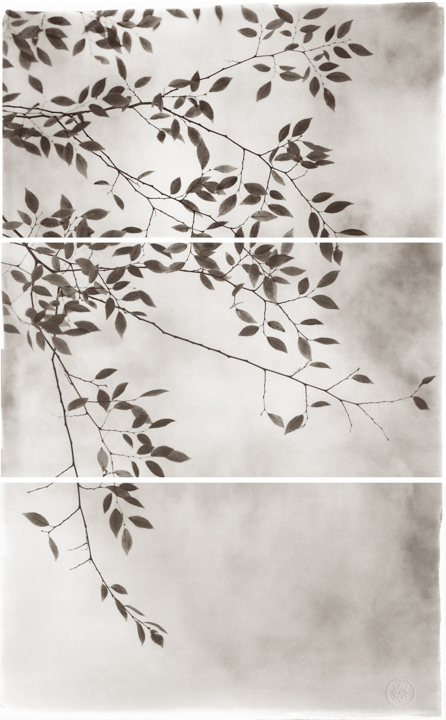 Late Leaves III