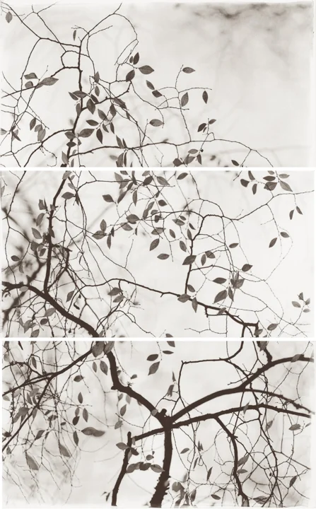 Late Leaves V