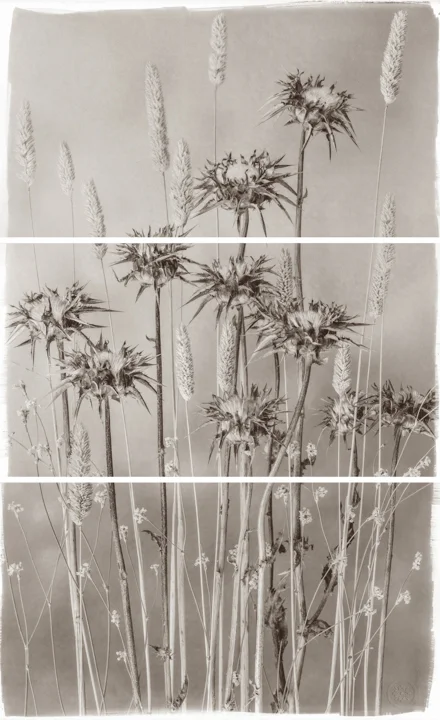 Valley Grasses and Thistle