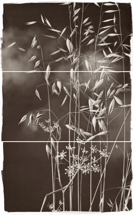 Valley Grasses I