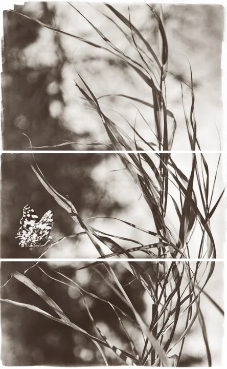 Valley Grasses II
