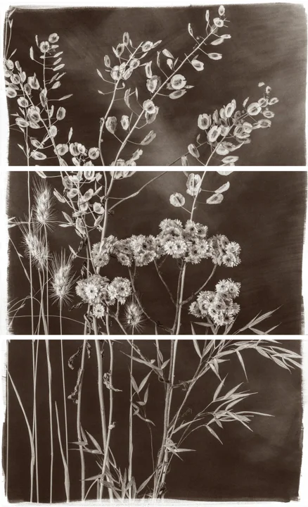 Valley Grasses V