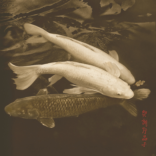 Scattering Carp