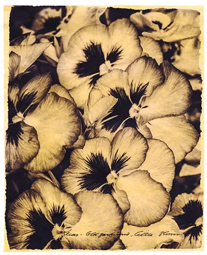 Dear Old-Fashioned, Little Flower