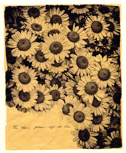 The Daisy Follows Soft the Sun