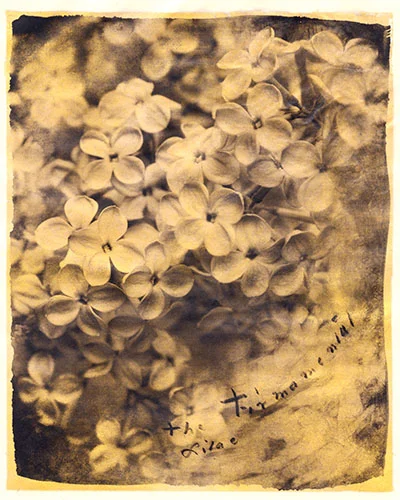 Firmamental Lilac