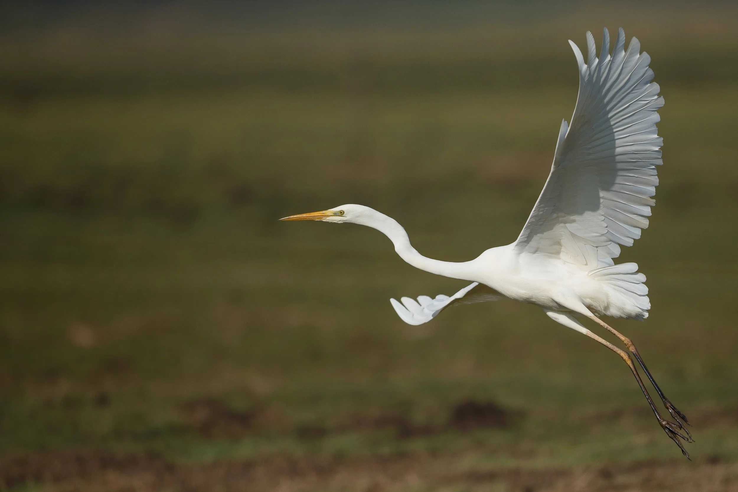 River Heron Review, est. January 2018