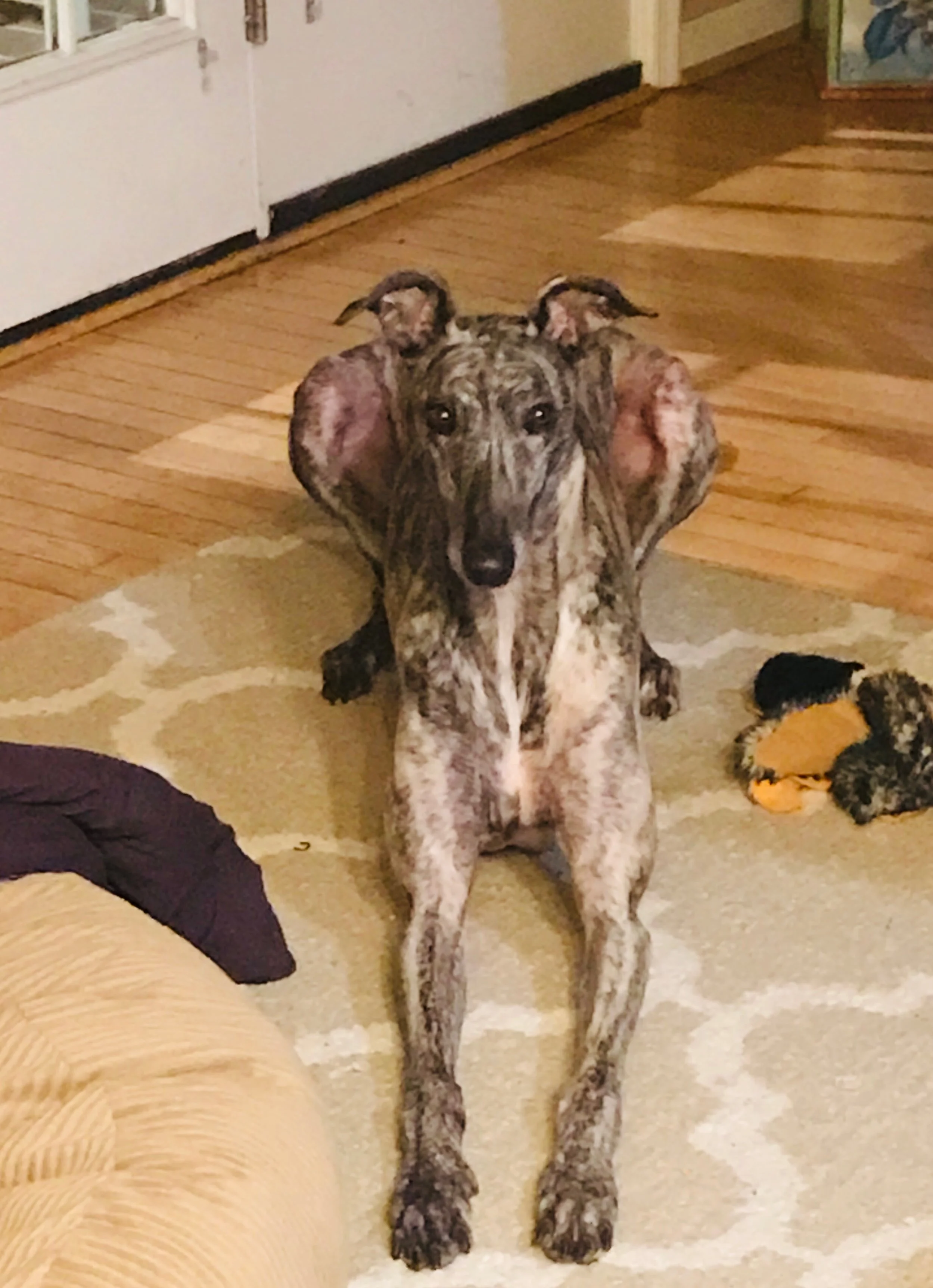 The dog.