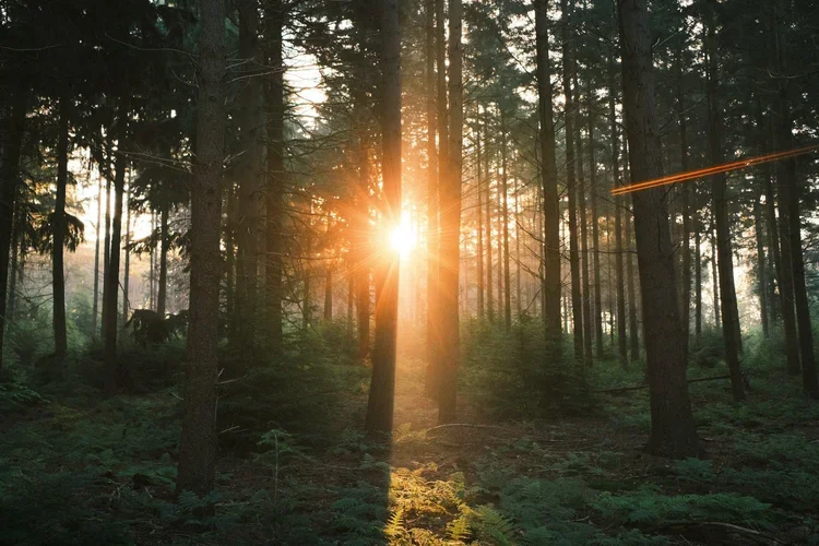 Honor Yourself, Honor the Earth: A Generative Workshop to Bring Us Back Home