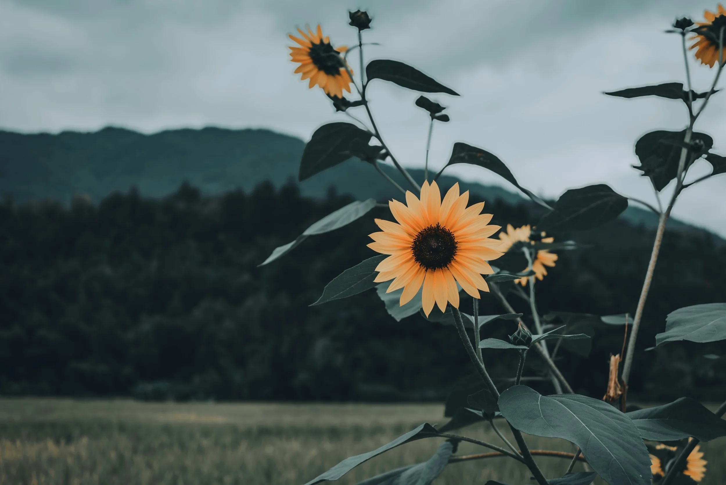 Poetry as a Coping Tool