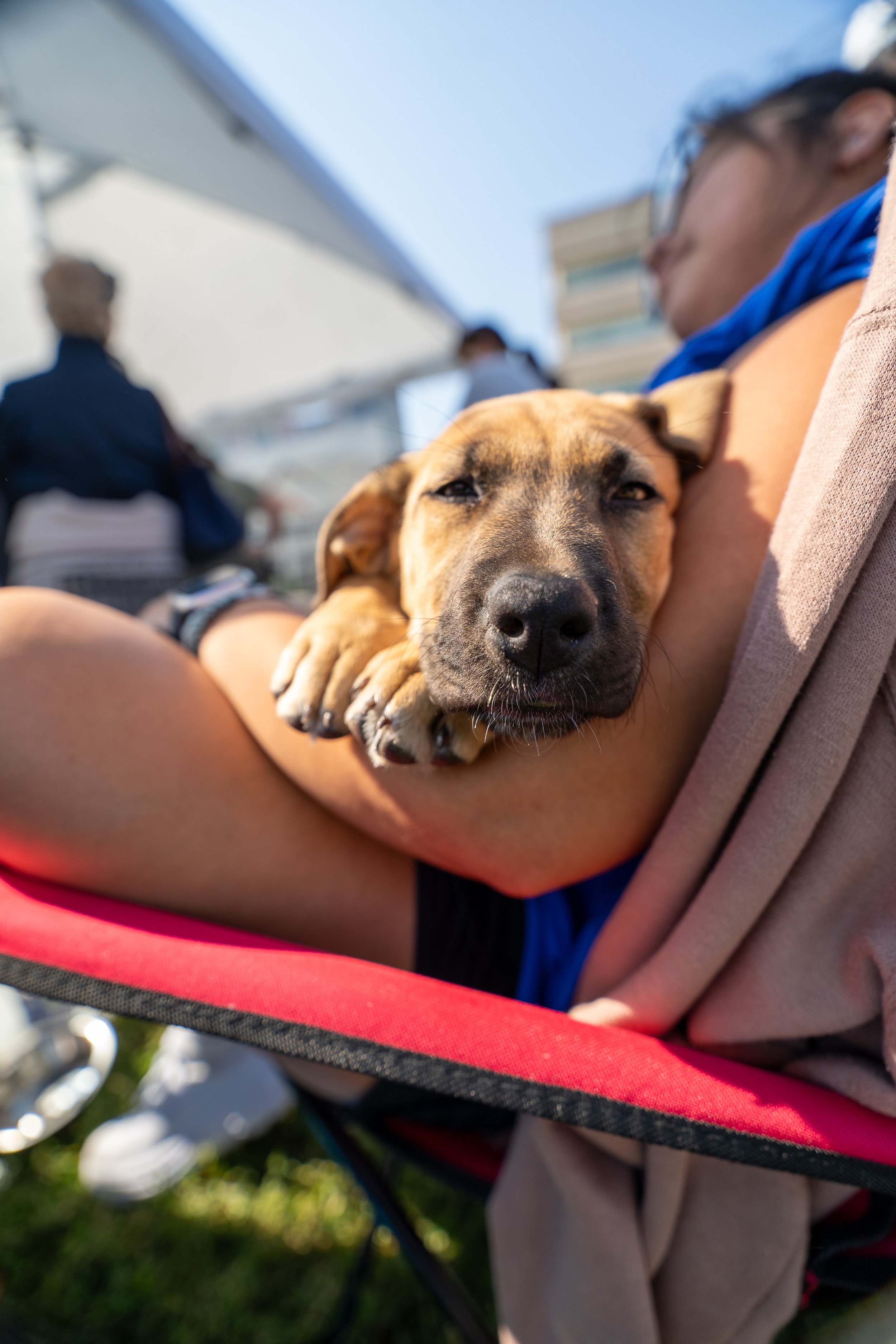 AWLA Paws in thw Park 2024-086.jpg