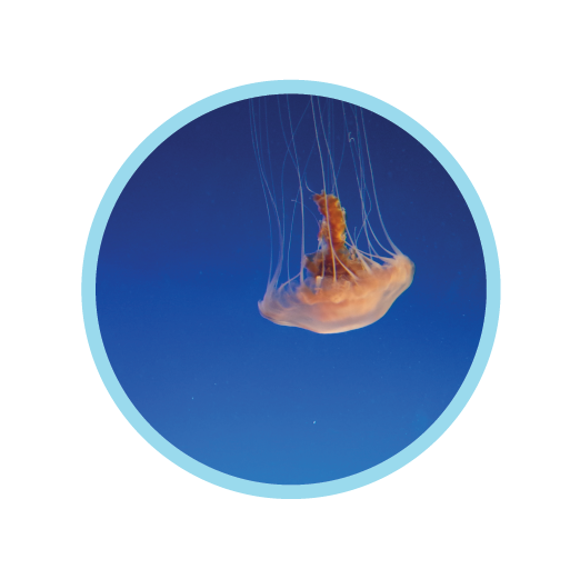 SolutionsPics-02.png