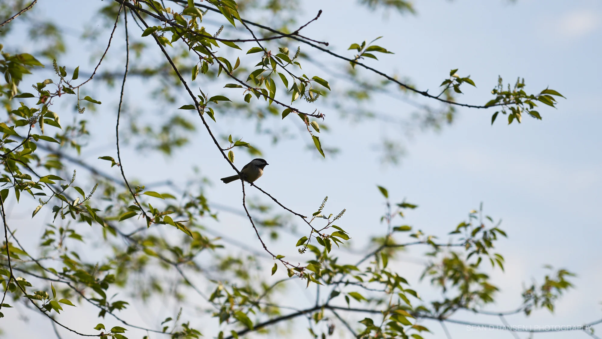 Nature_sdh_003.jpg