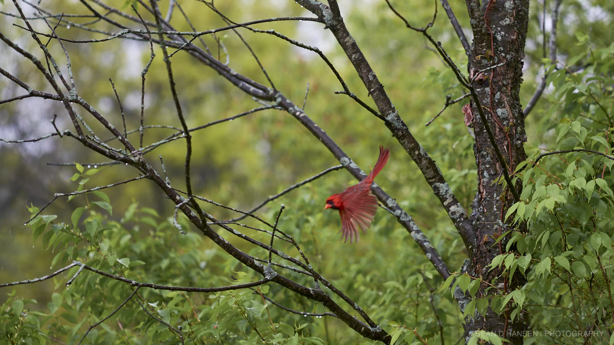 Nature_sdh_005.jpg