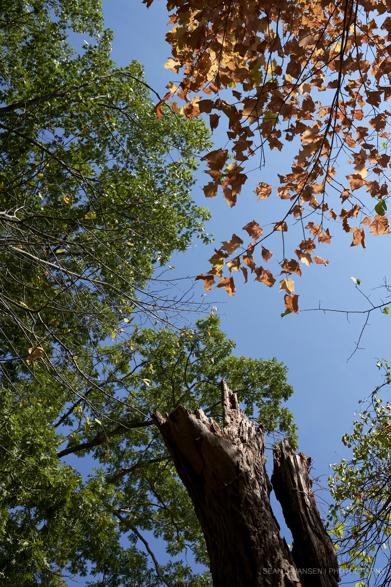 Nature_sdh_011.jpg