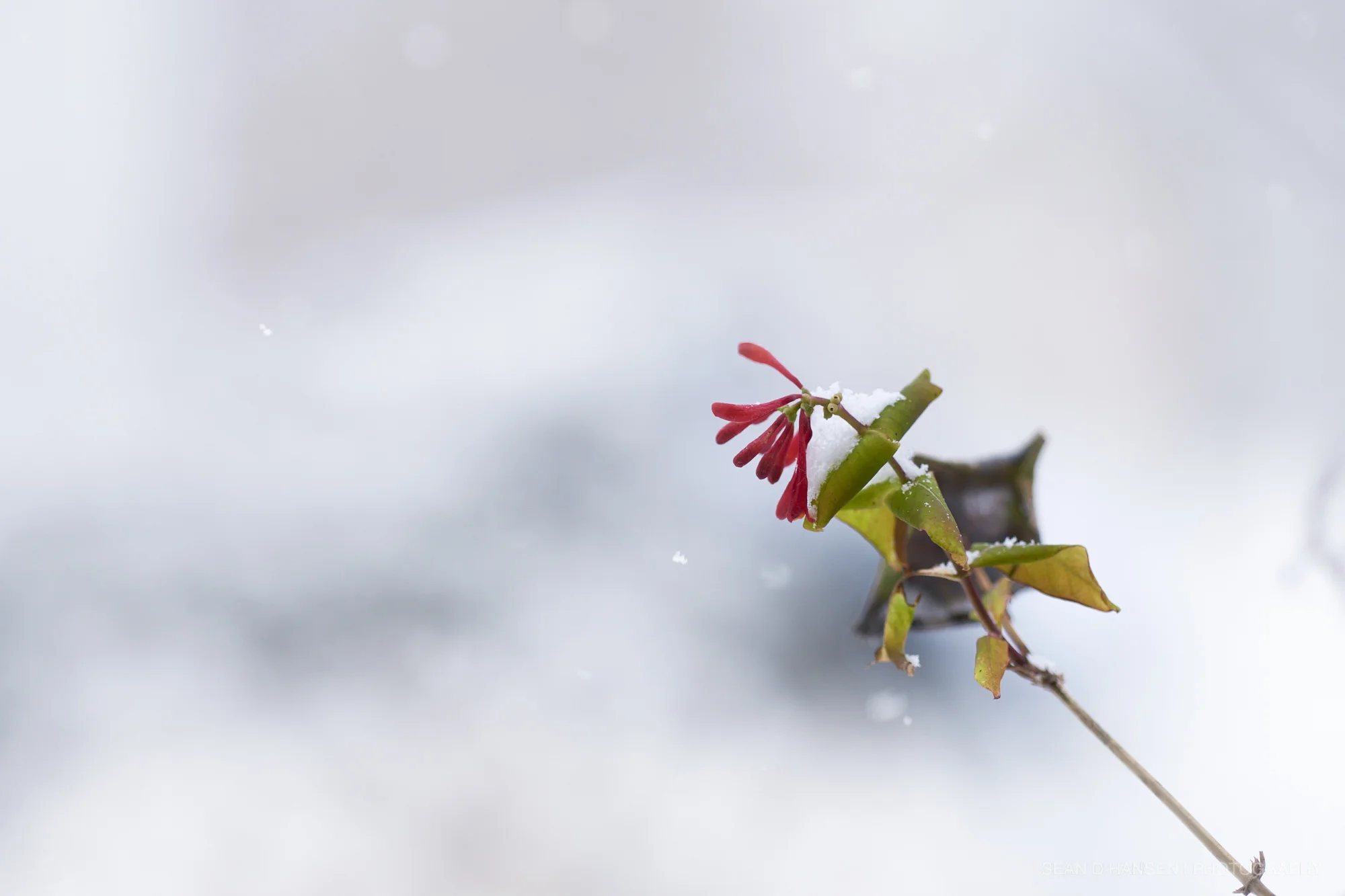 Nature_sdh_019.jpg