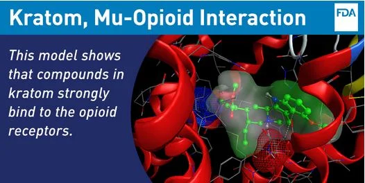 Kratom-Mu-Opioid-Binding.jpg