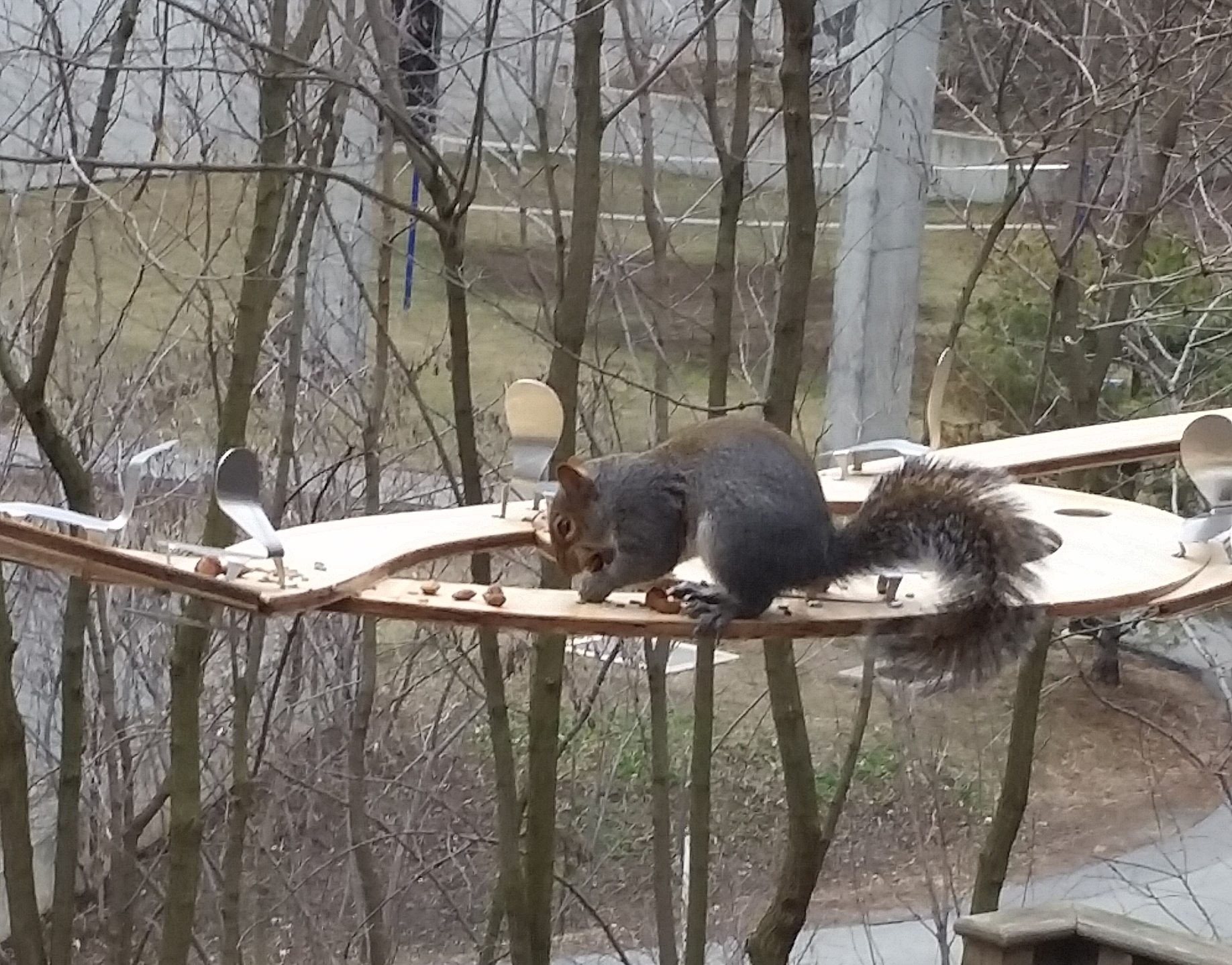 Squirrel Bridge