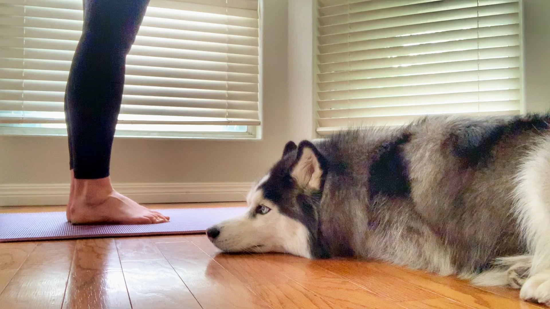 Week 18 &amp; 19: Old Town Yoga Online