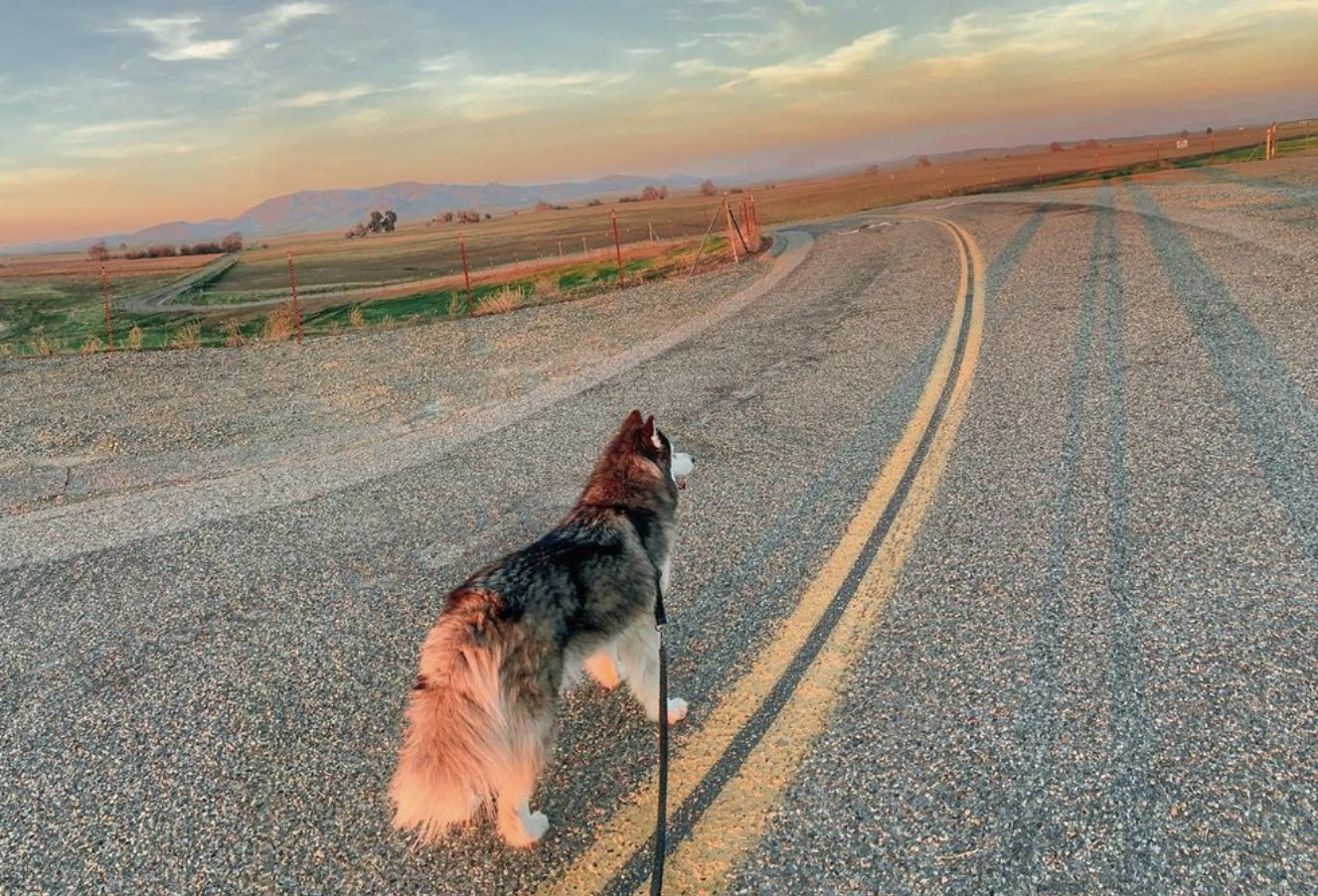 Tips for Running with your Dog