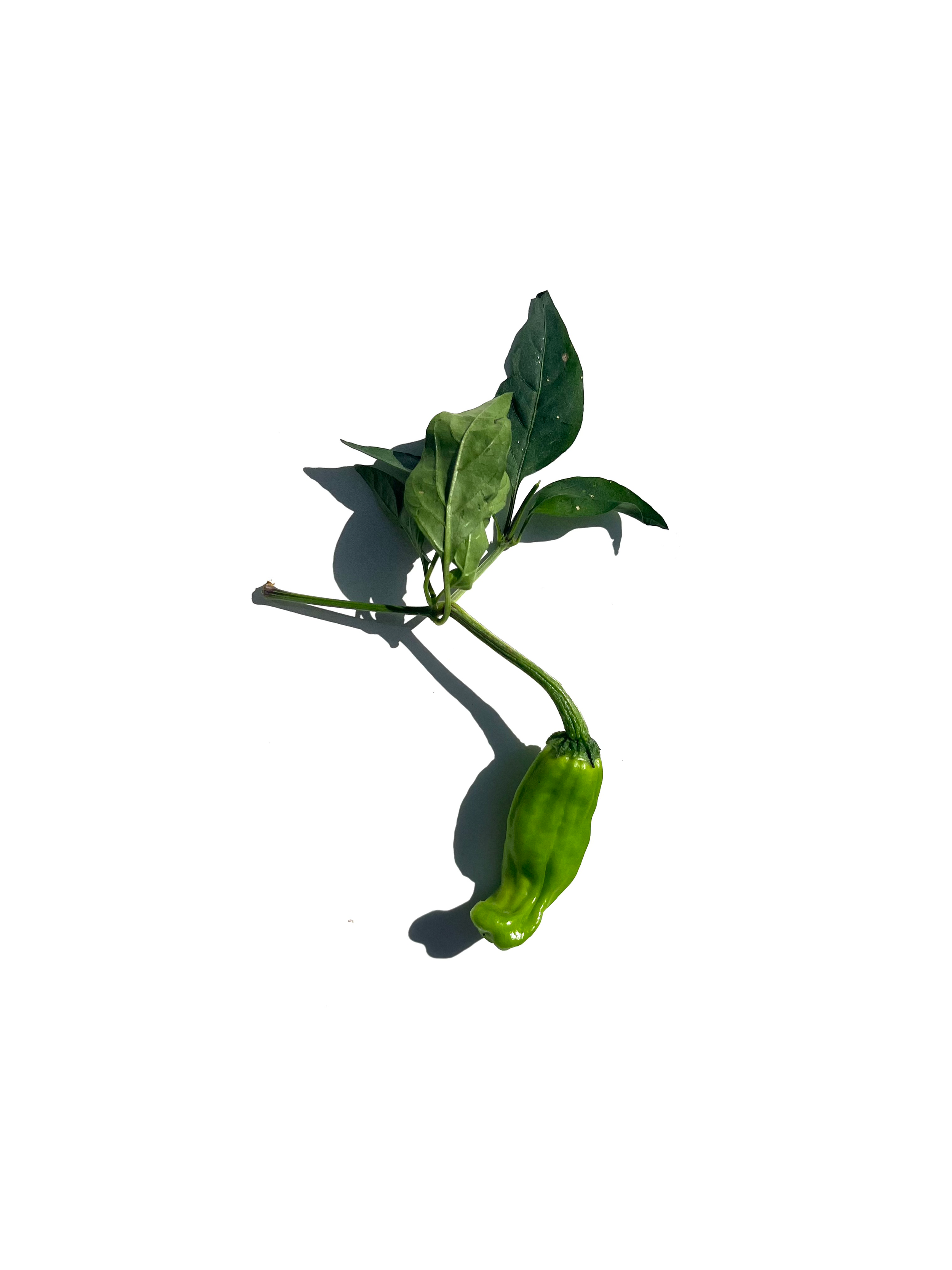 pepperoncini no.1