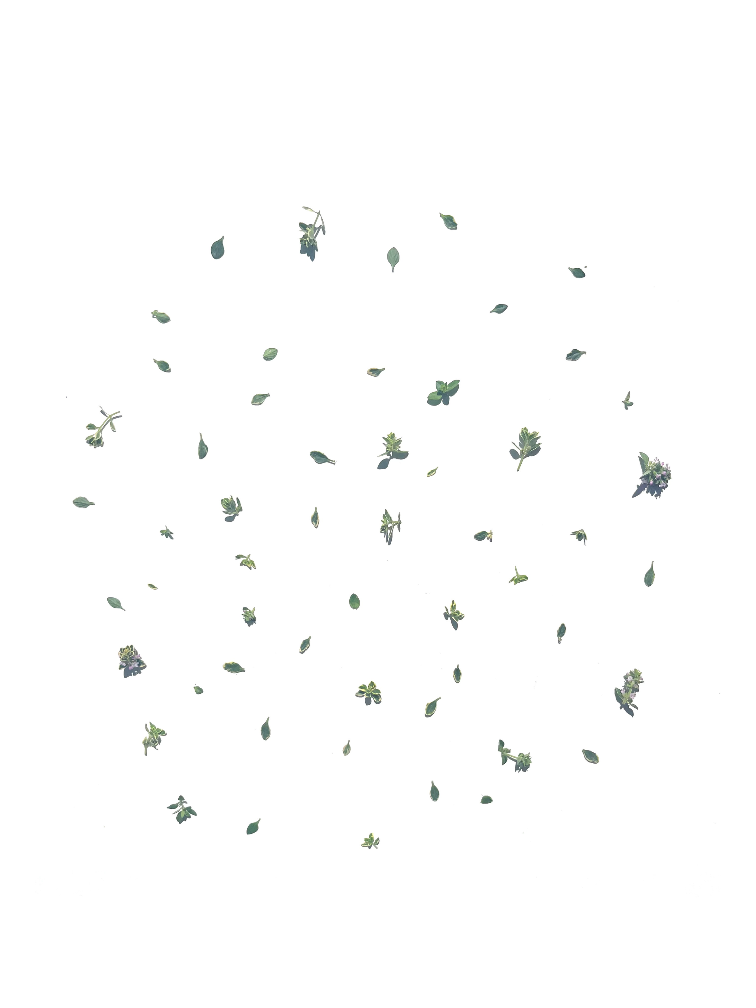 lemon thyme no.3