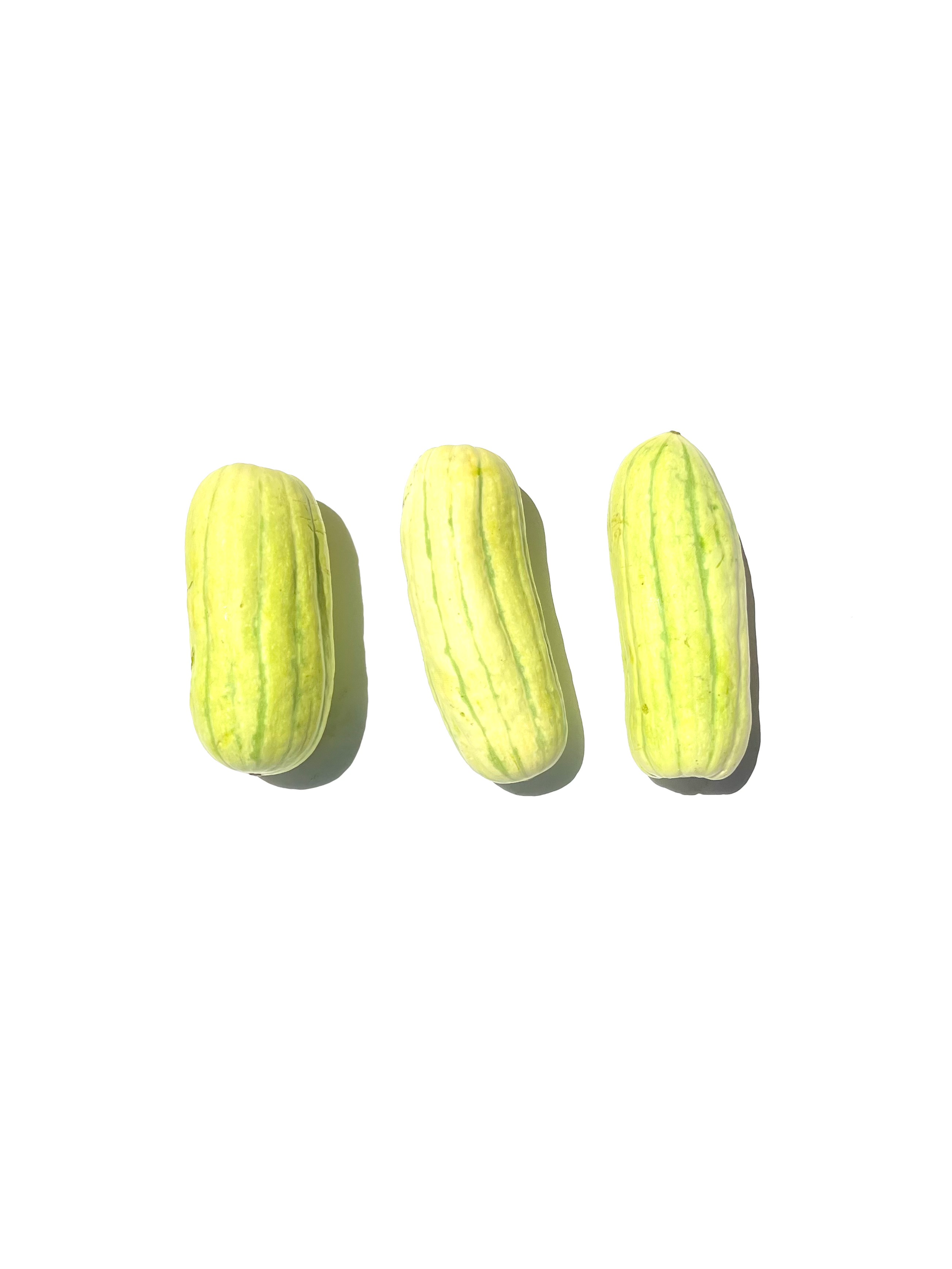 tetra squash no.1