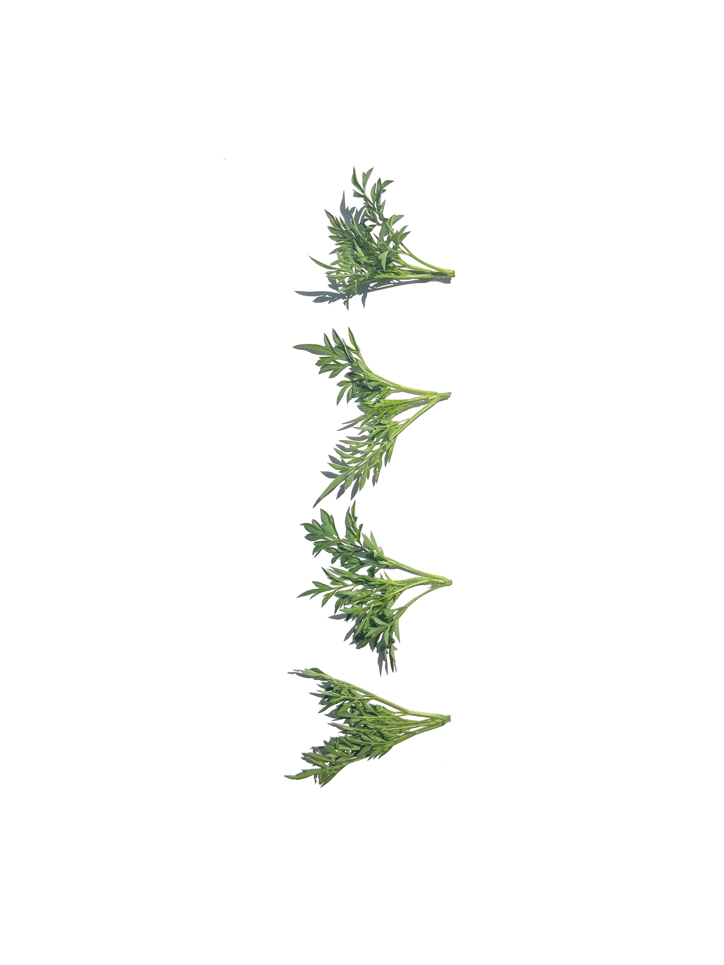 king salad no.2
