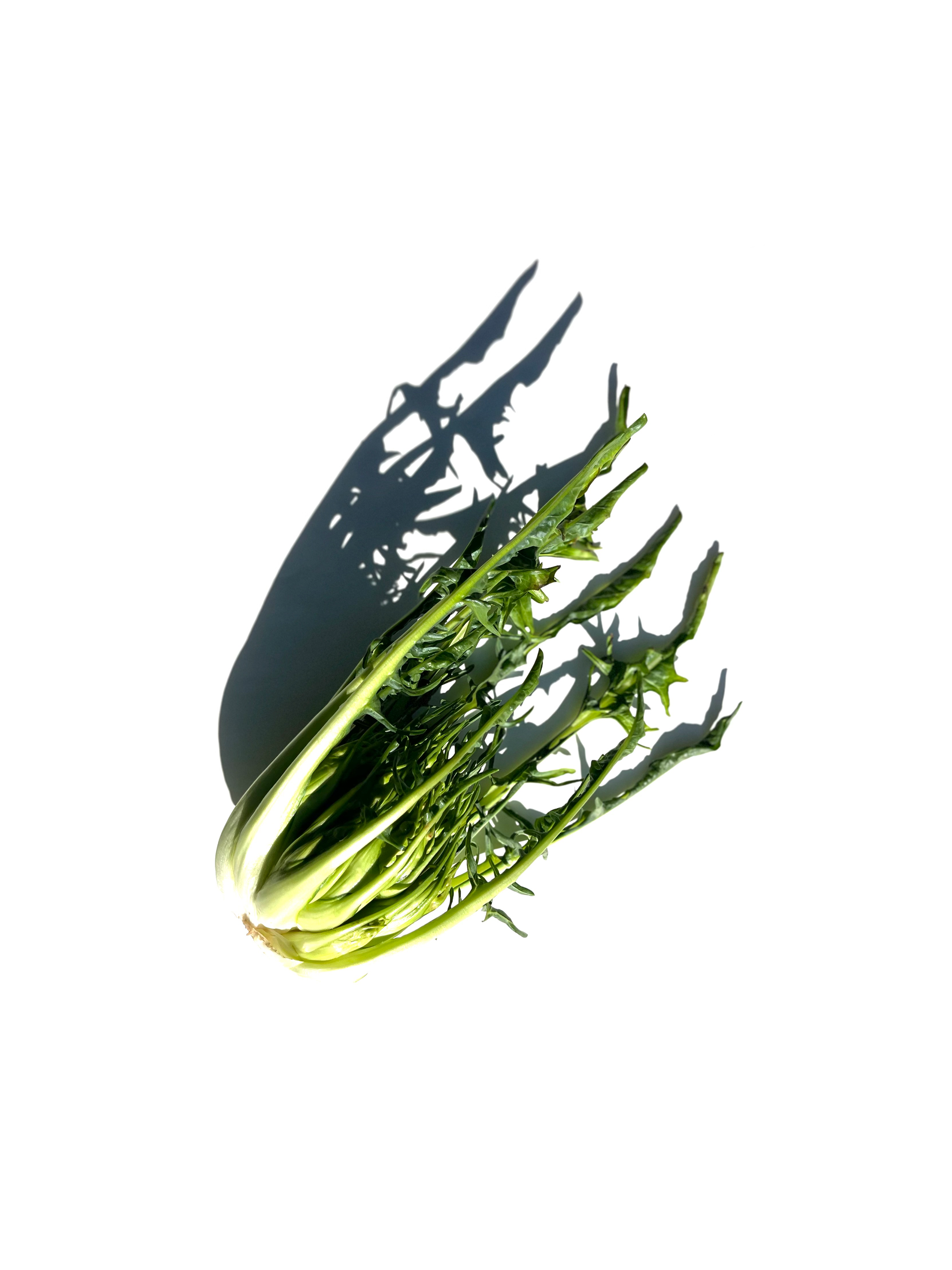 puntarelle no.1