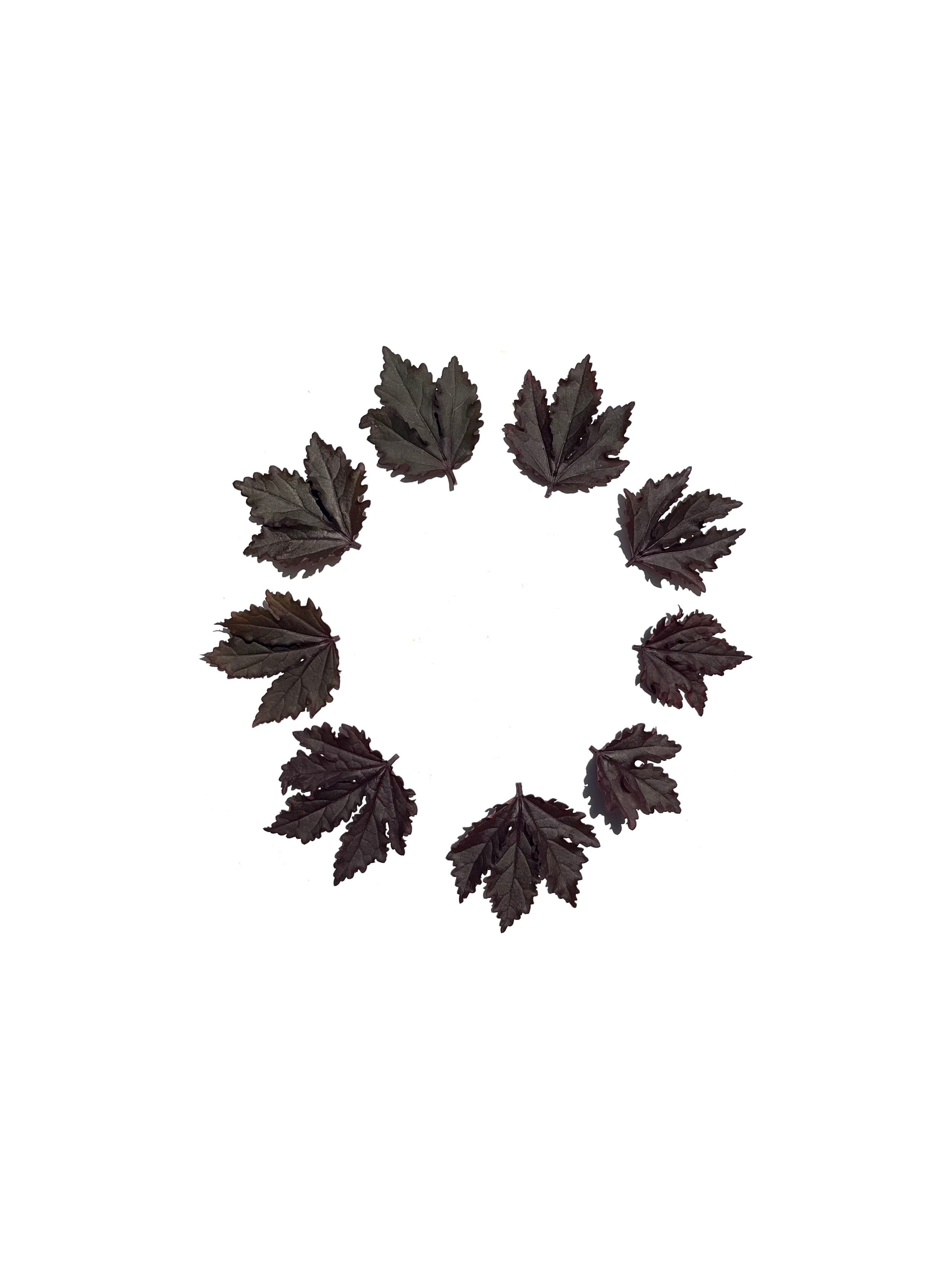 cranberry hibiscus no.3