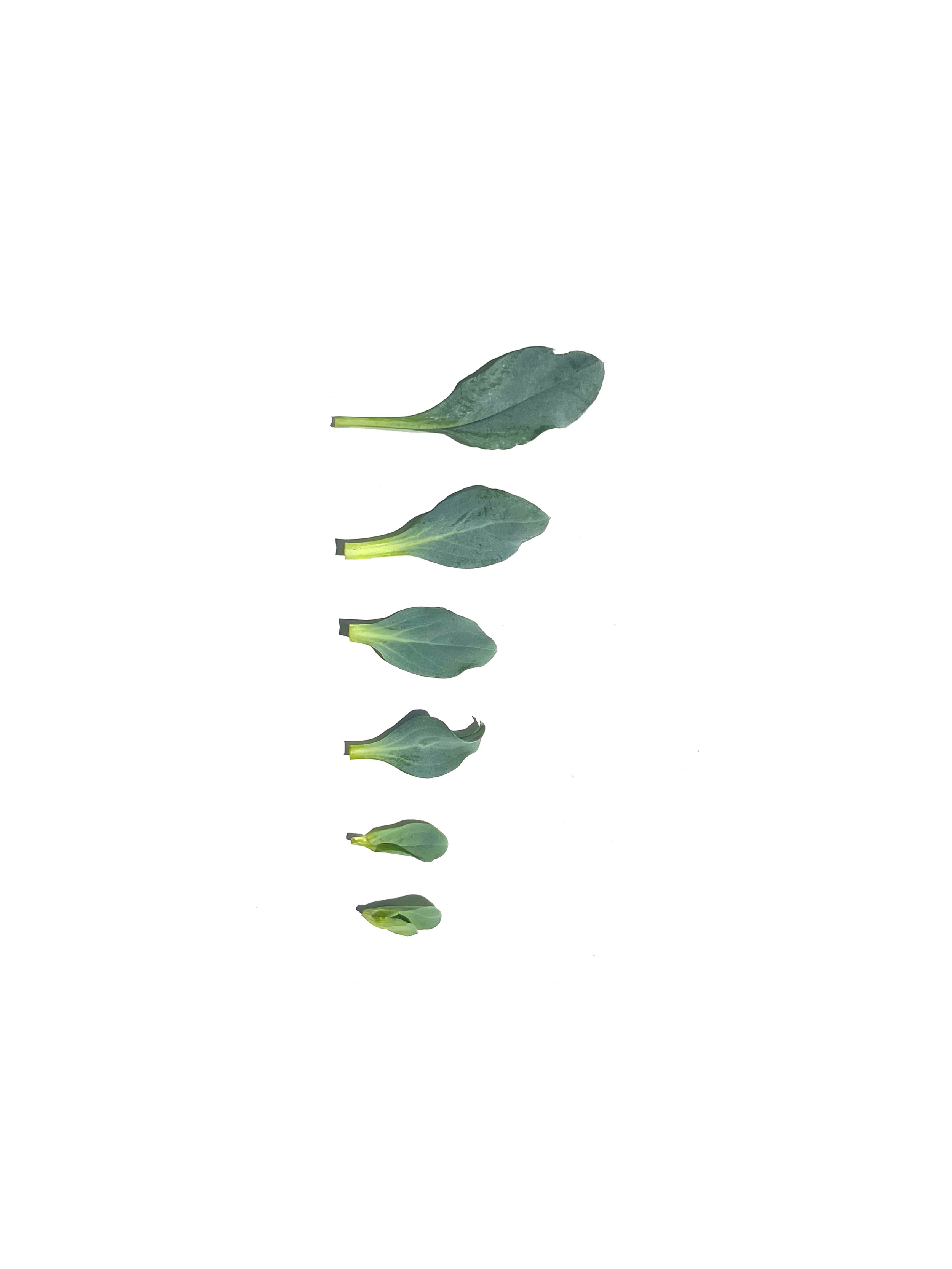 Oyster leaf series