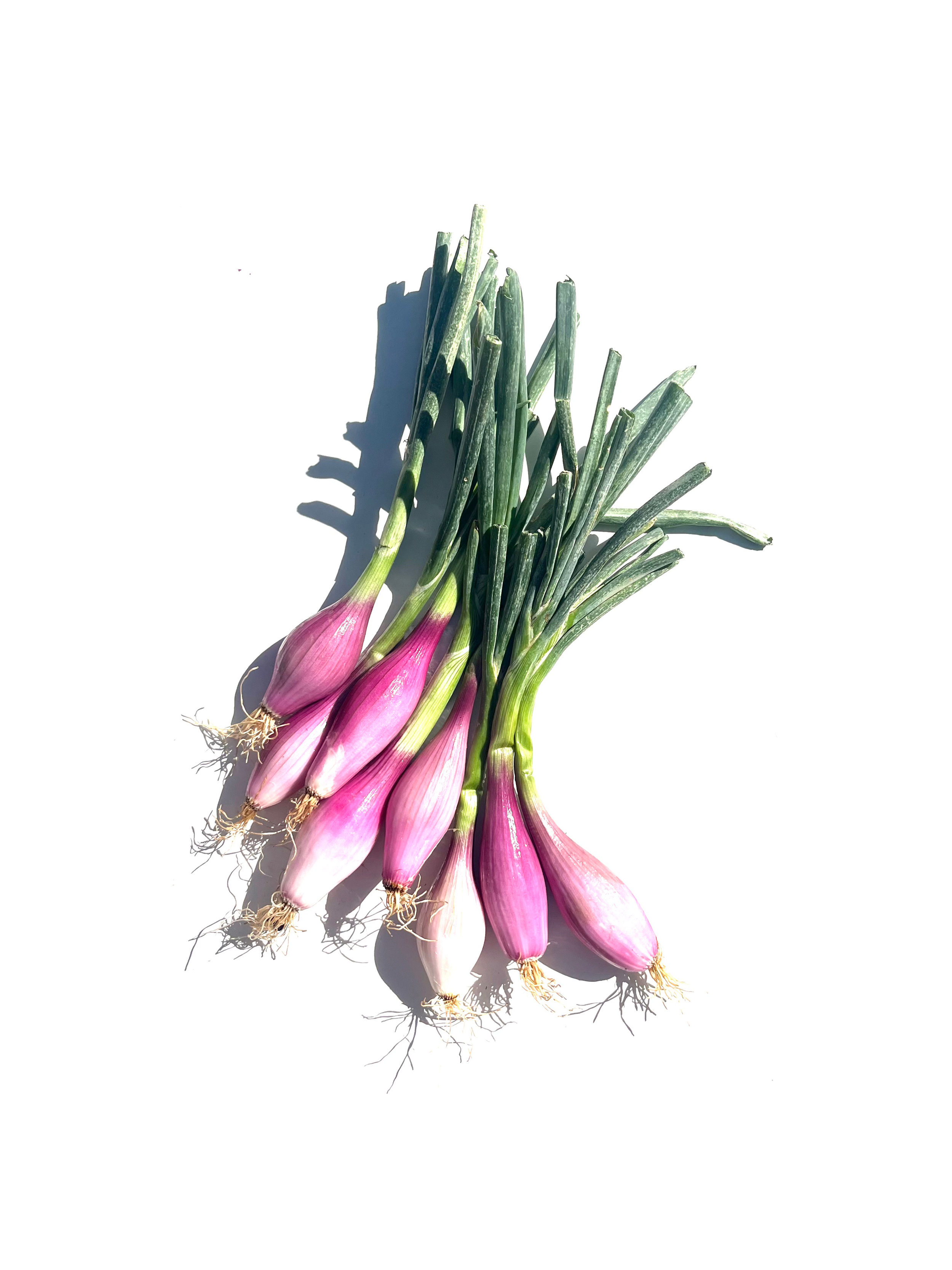 tropea onion no.2