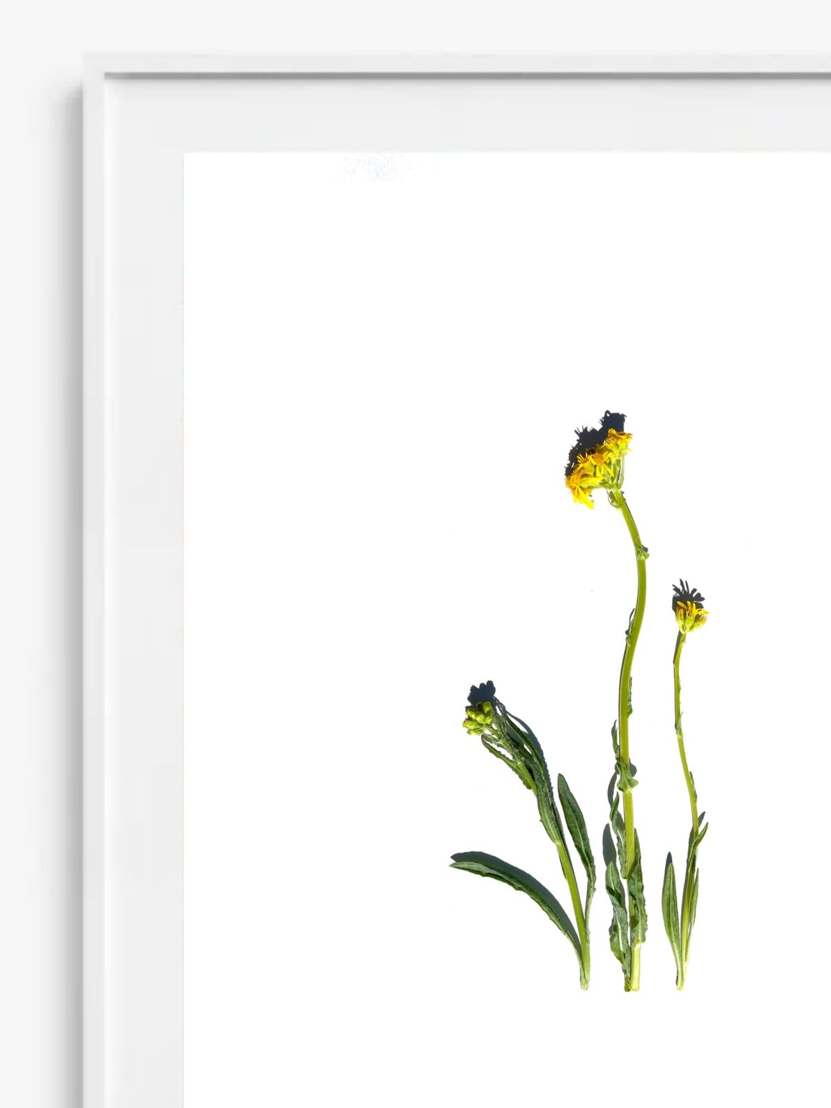 ragwort+no.1.jpg