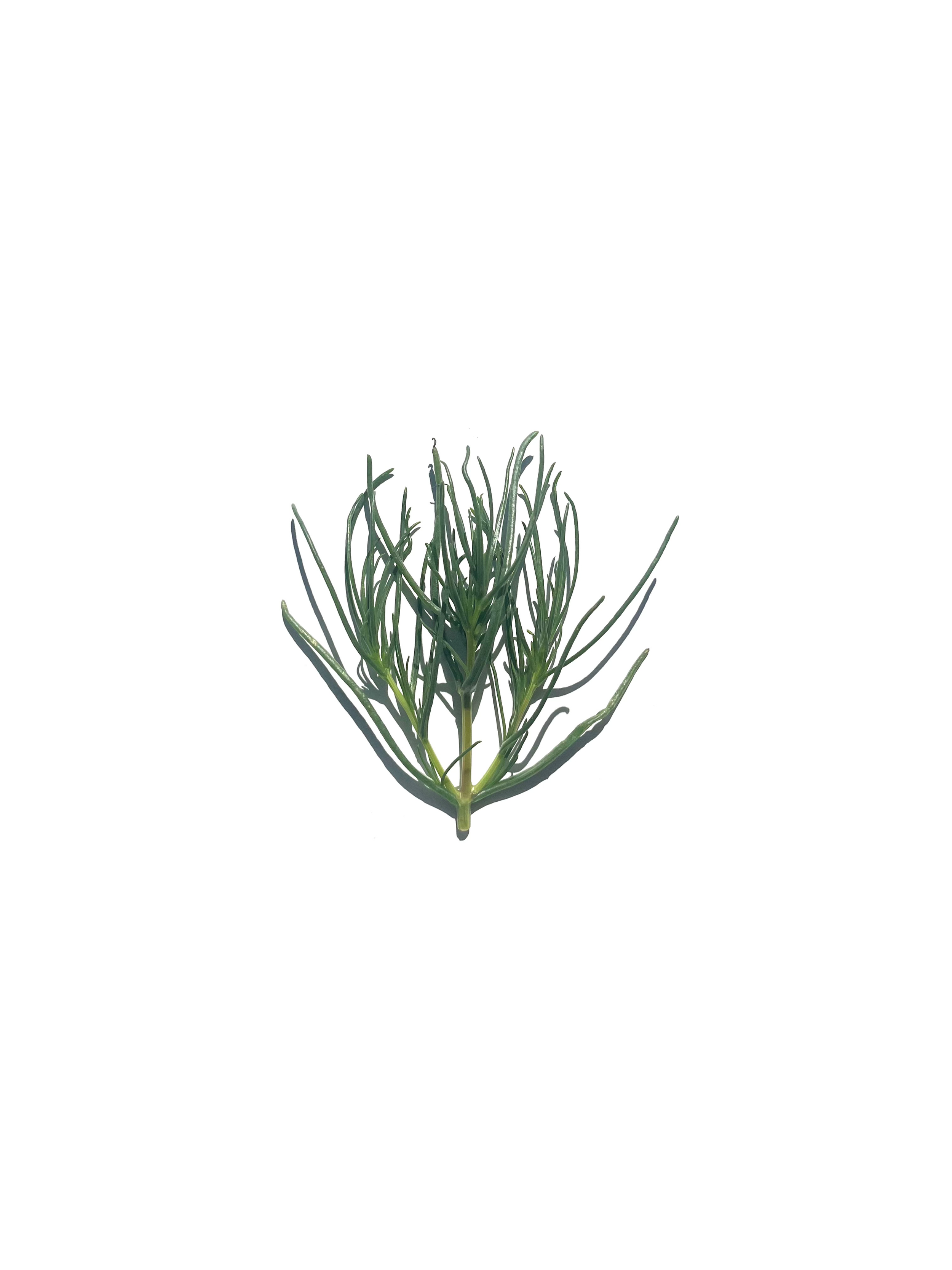 agretti no.3