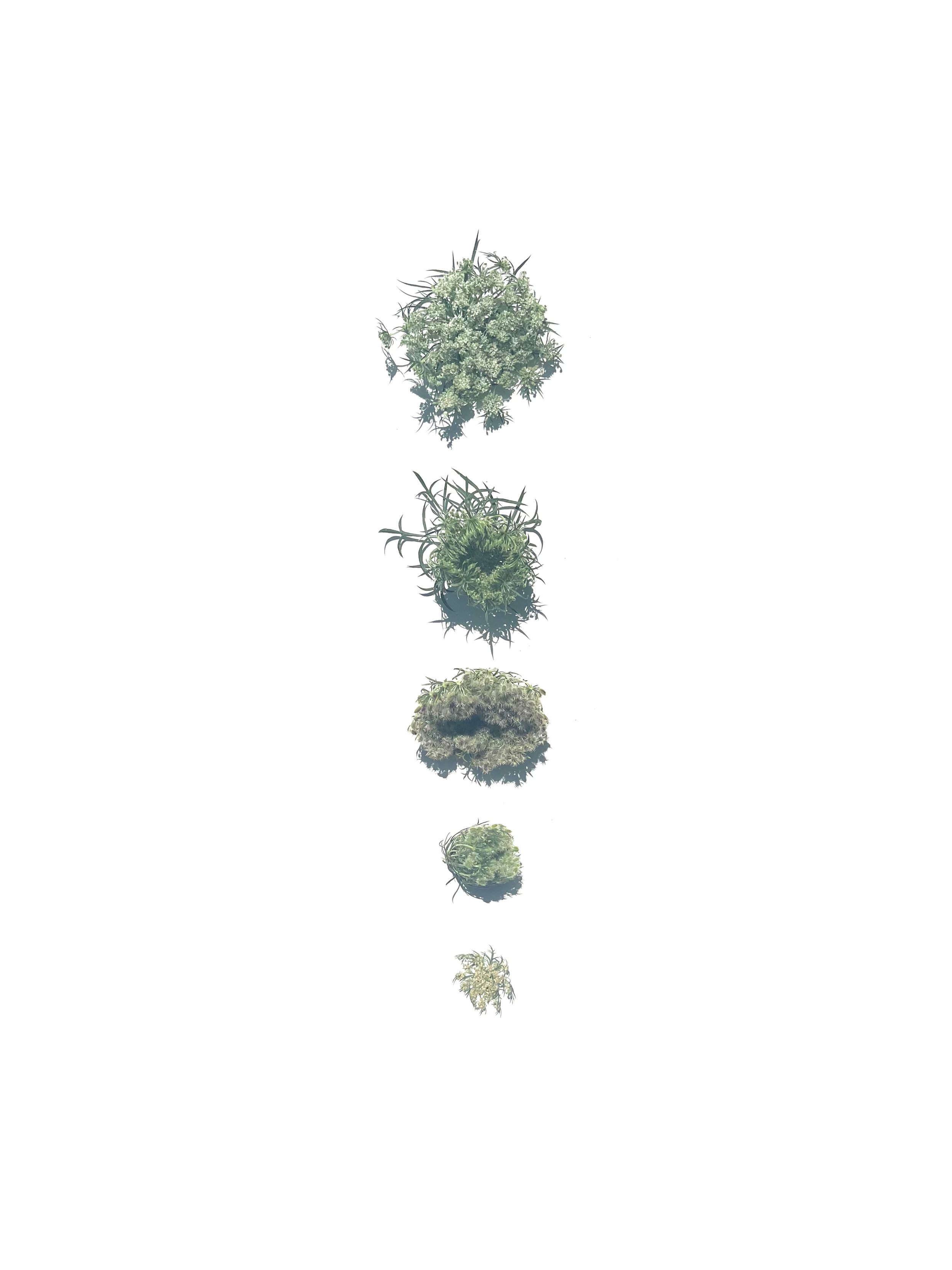 Carrot flower series