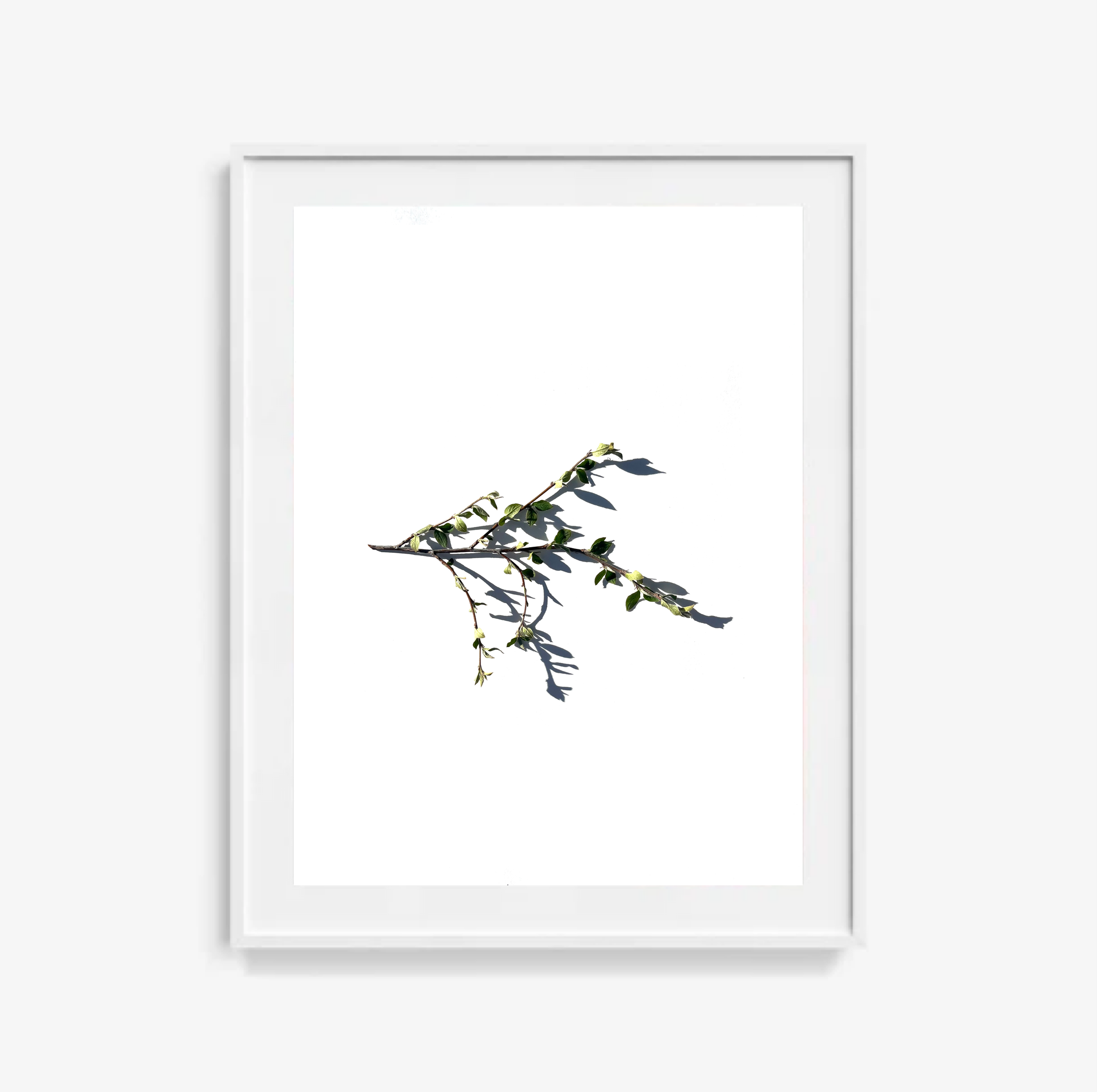 Bittersweet No.2 / Art Print