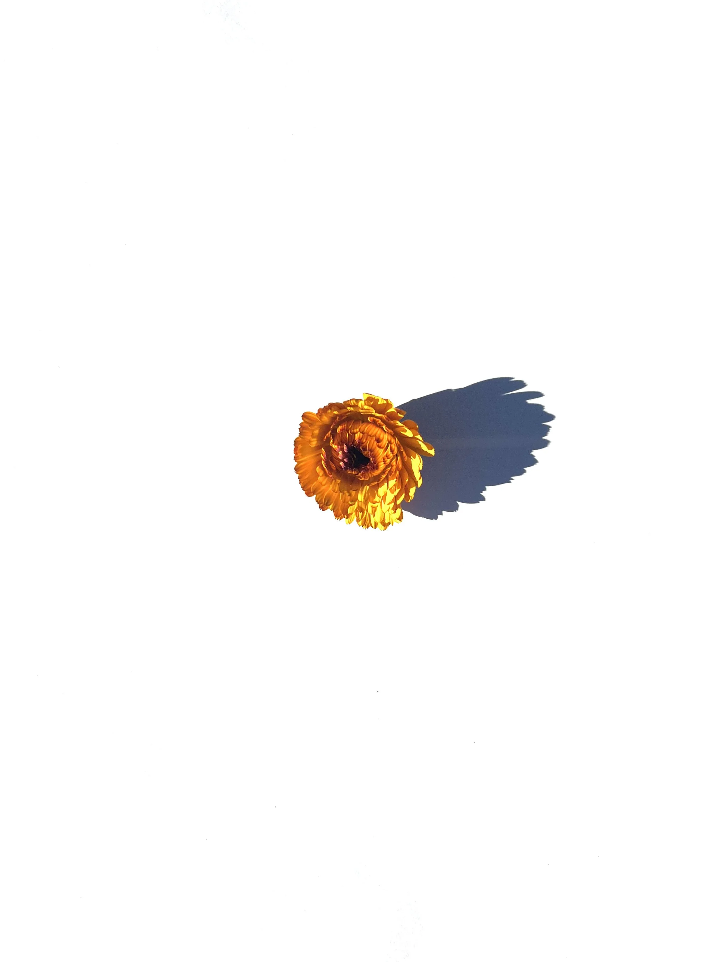 Edible Flower series