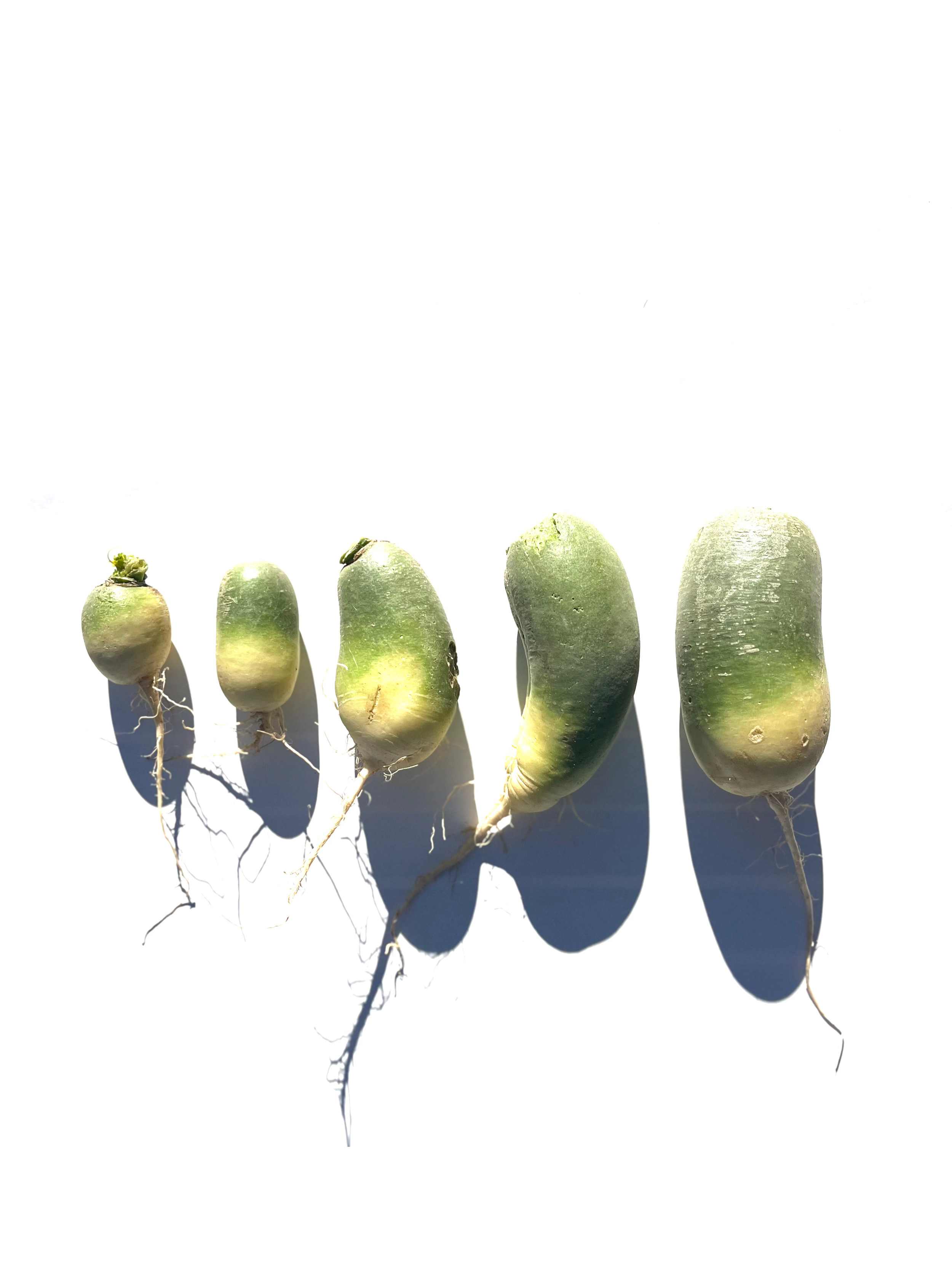 Green luobo radish series